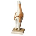 Denoyer-Geppert Anatomical Model, Ultraflex Ligamented Functional Knee Replica SJ66K